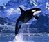 STOP WHALING FUNDRAISER